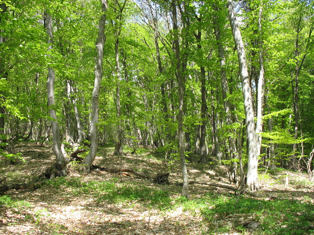 Весенний лес